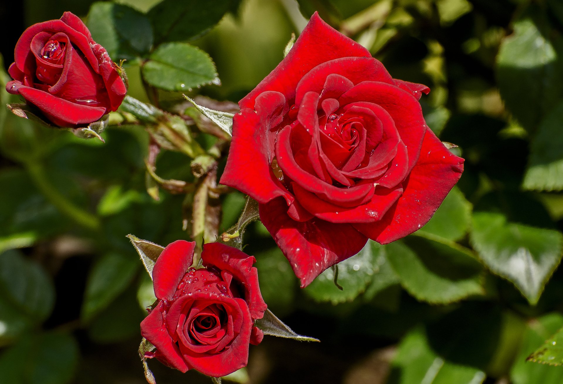 HD PC desktop wallpaper and background — close-up of a vivid red rose cluster, a red flower in nature with dewy petals and green leaves.