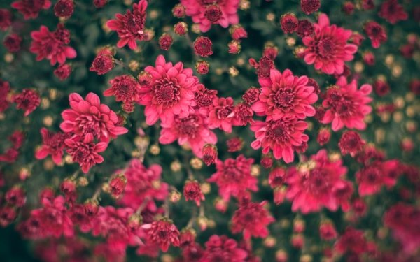 Earth Chrysanthemum Flowers Nature Flower Pink Flower HD Wallpaper | Background Image