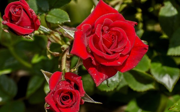Earth Rose Flowers Nature Close-Up Flower Red Rose Red Flower HD Wallpaper | Background Image
