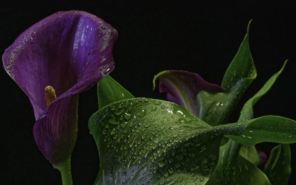 Close-up of purple calla lilies and dew-covered green leaves with water droplets, a nature scene in high-detail 4K Ultra HD PC desktop wallpaper background.