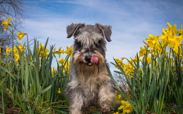 4K Ultra HD PC desktop wallpaper: playful schnauzer dog among yellow daffodil flowers under a bright blue spring sky.