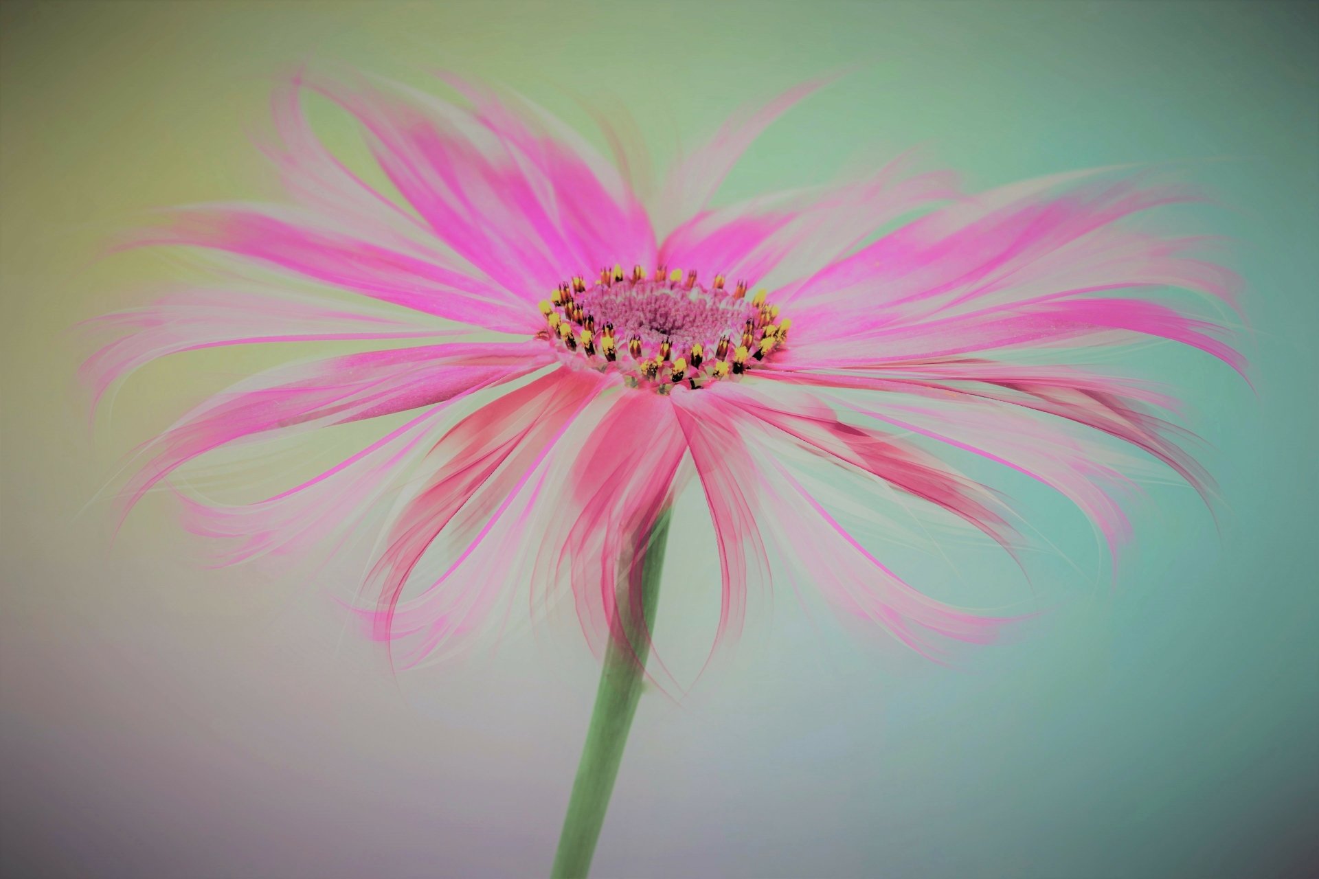 Download Pink Flower Artistic Flower 4k Ultra HD Wallpaper