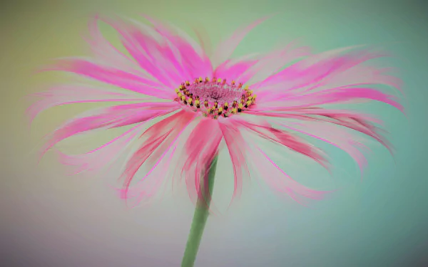  Pink Flower
