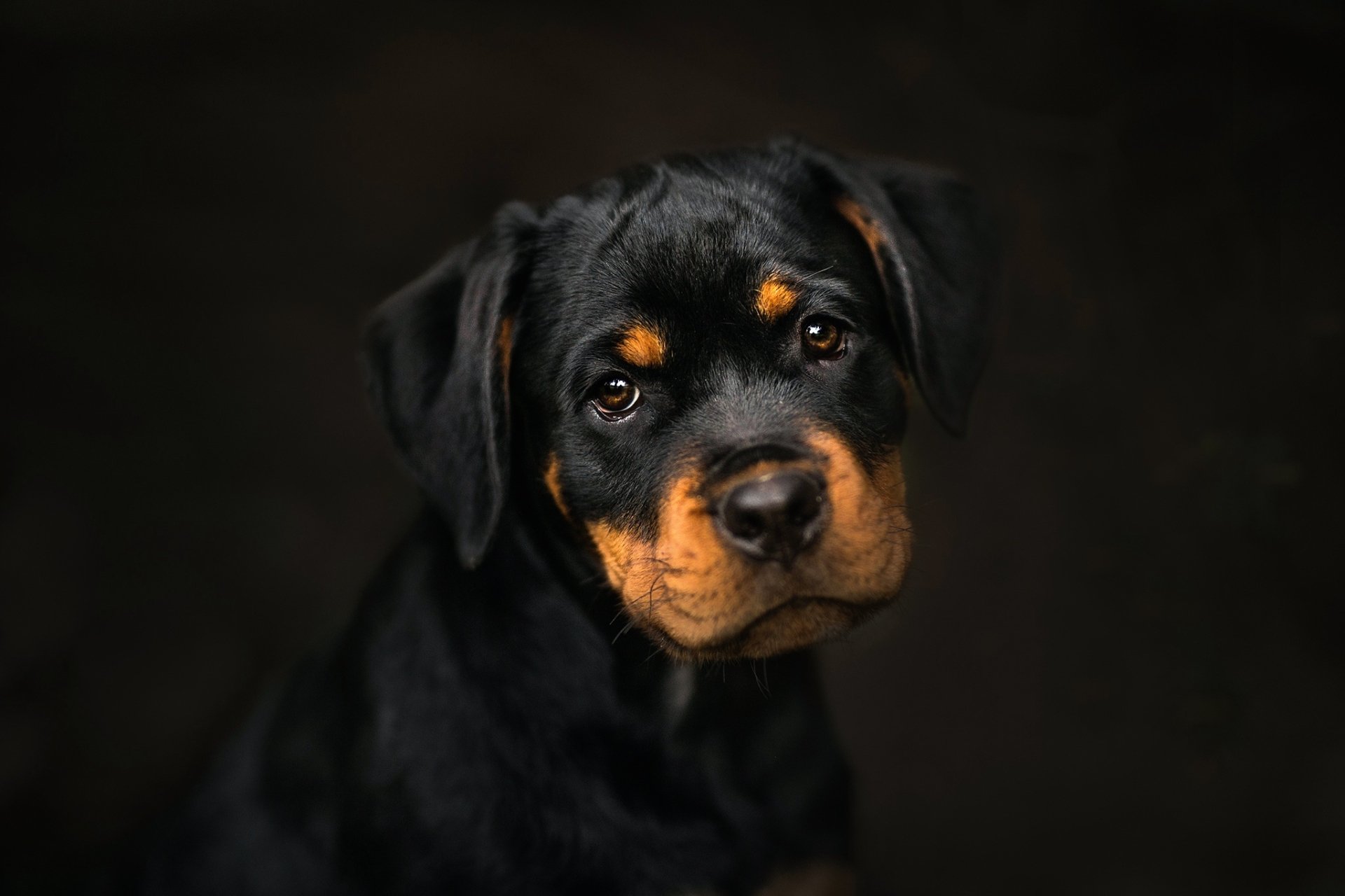 Cute Rottweiler Puppy HD Wallpaper