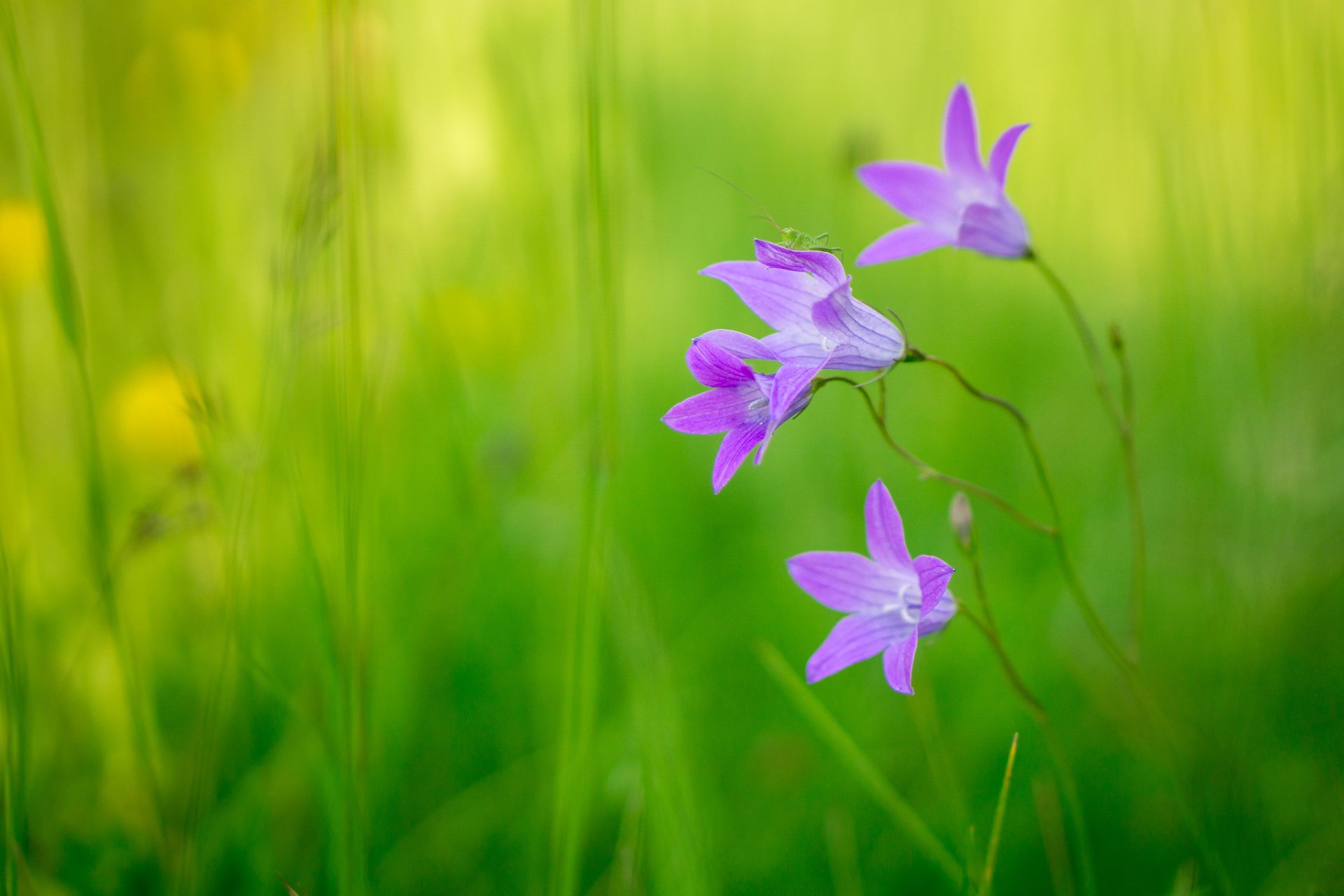 Nature Flower 4k Ultra HD Wallpaper