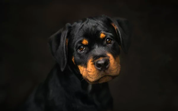 HD desktop wallpaper and background image featuring a cute baby Rottweiler puppy with a gentle expression and a black muzzle against a dark background.