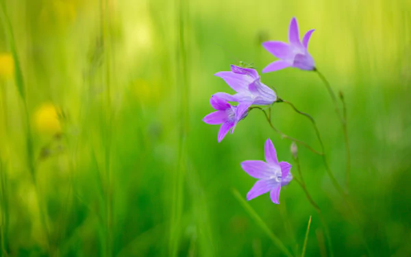 purple flower nature flower HD Desktop Wallpaper | Background Image