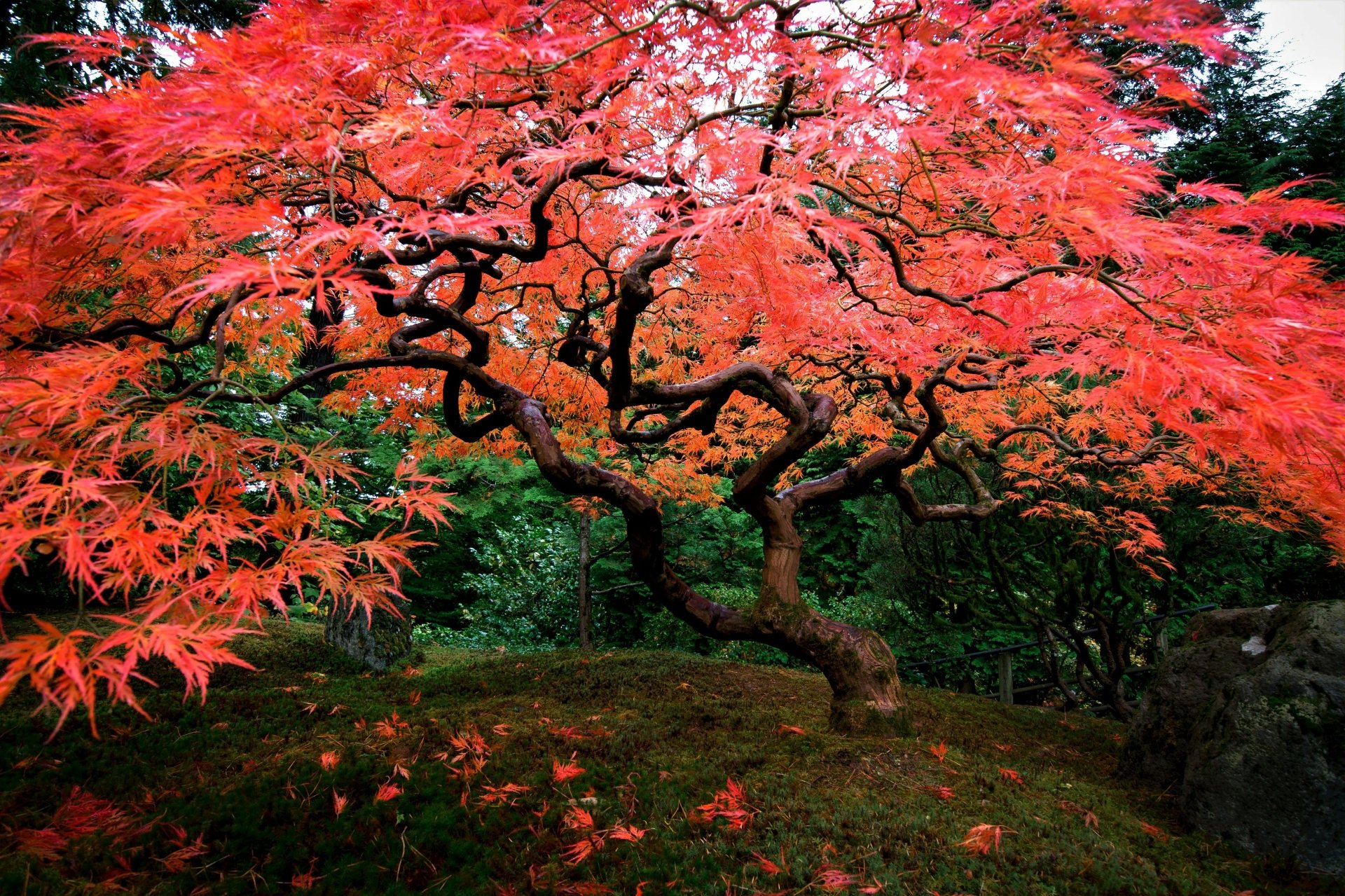 Японский клен дерево. Клен японский Acer japonicum. Клен японский красный веерный. Клен японский карликовый.