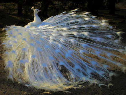  White (Albino) Peacock