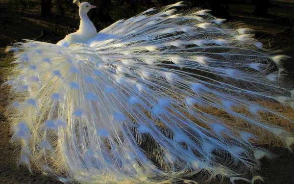  White (Albino) Peacock