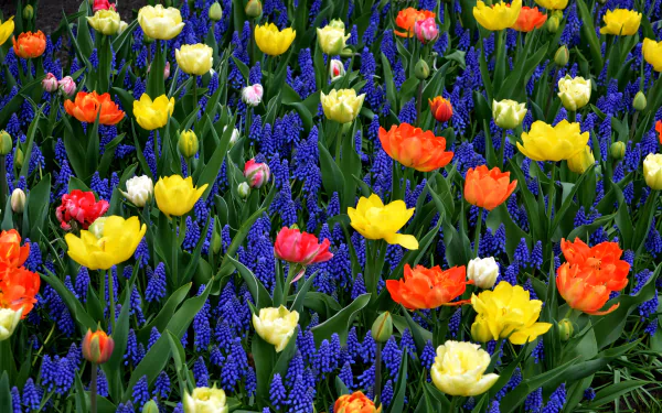 A vibrant 4K Ultra HD desktop wallpaper featuring a colorful garden of orange and yellow tulips alongside blue hyacinths, showcasing nature's bright floral beauty.