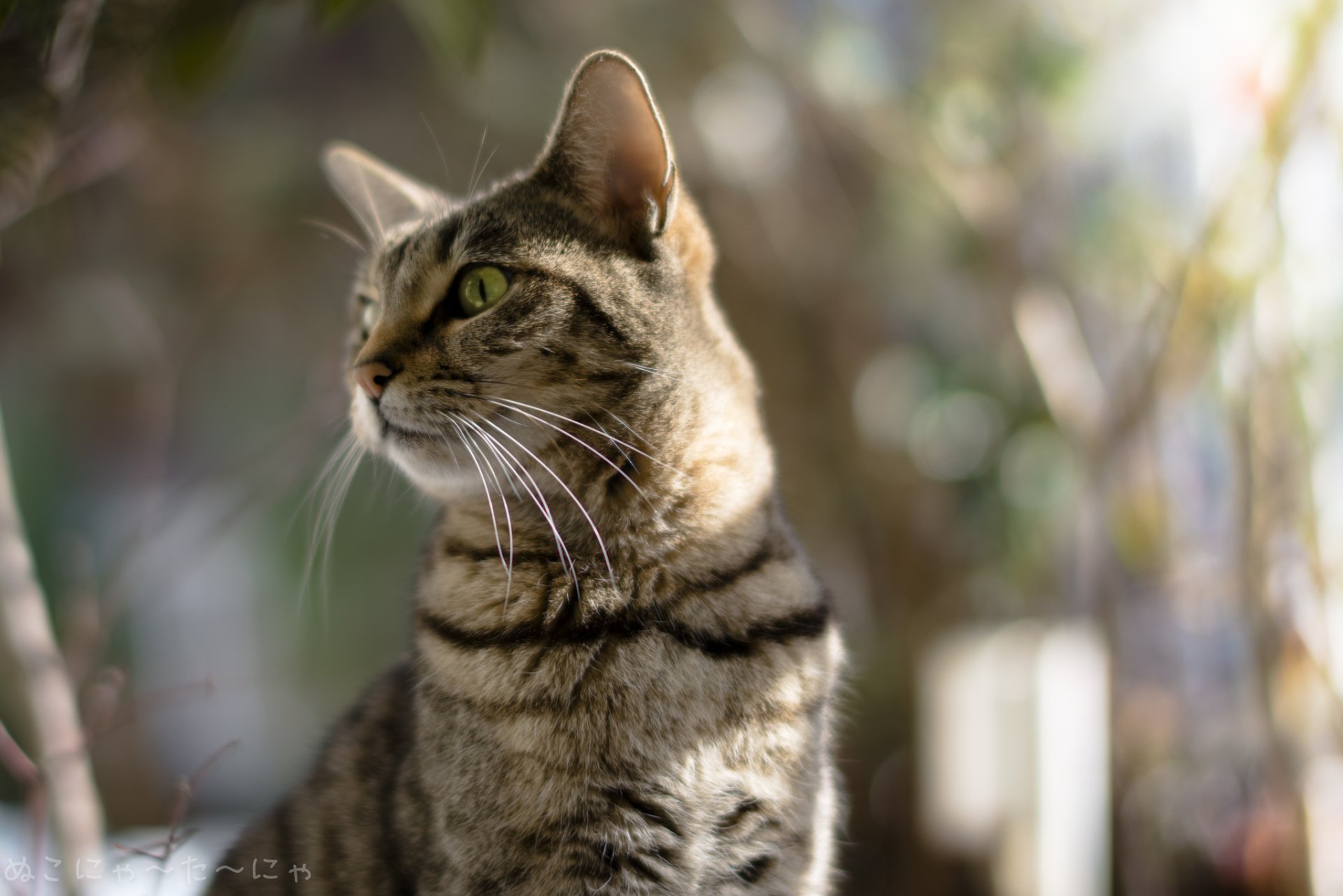 HD PC desktop wallpaper of a striped tabby cat with green eyes and bold stripes set against a soft bokeh background — an animal portrait.