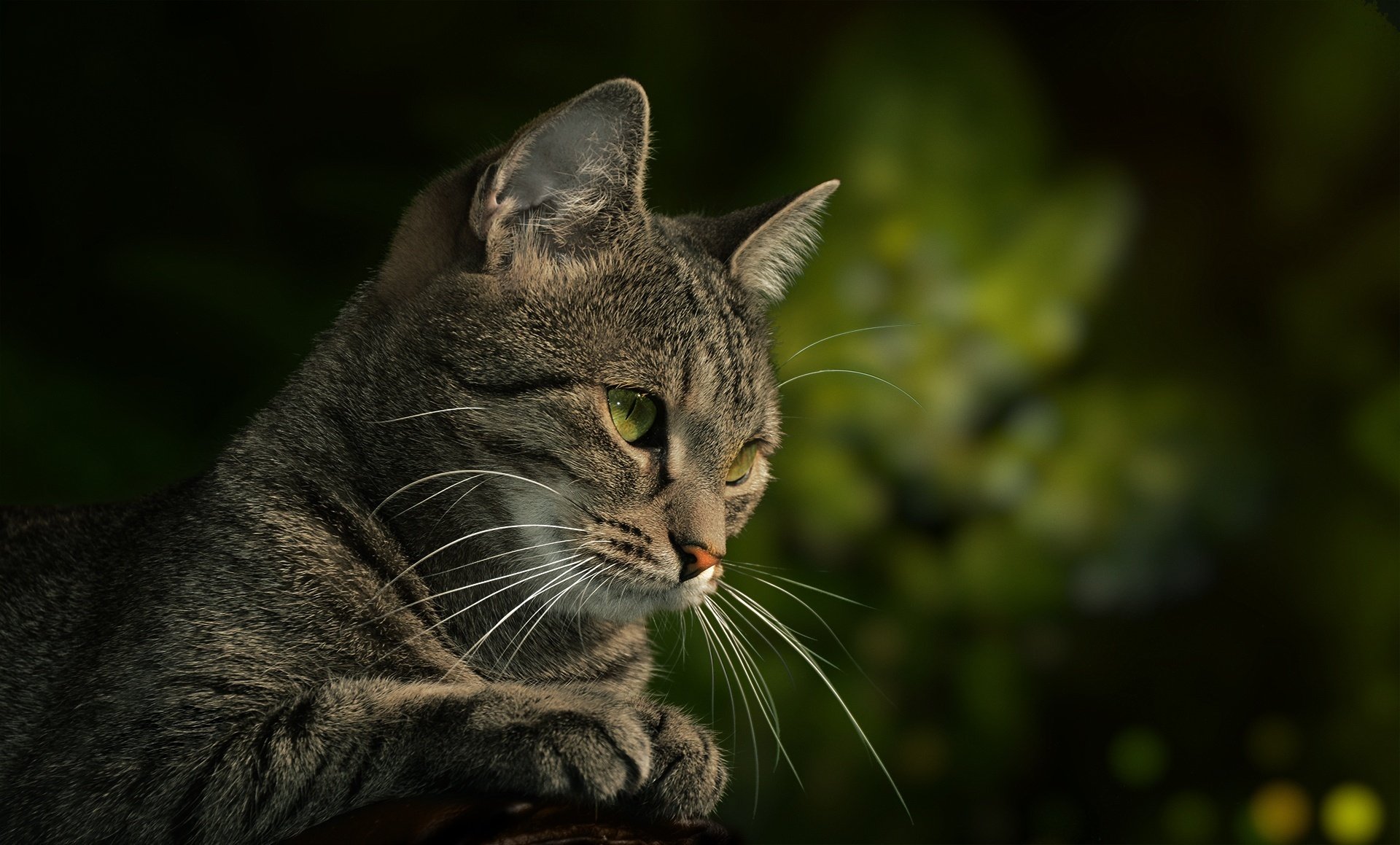 Фото кота на зеленом фоне