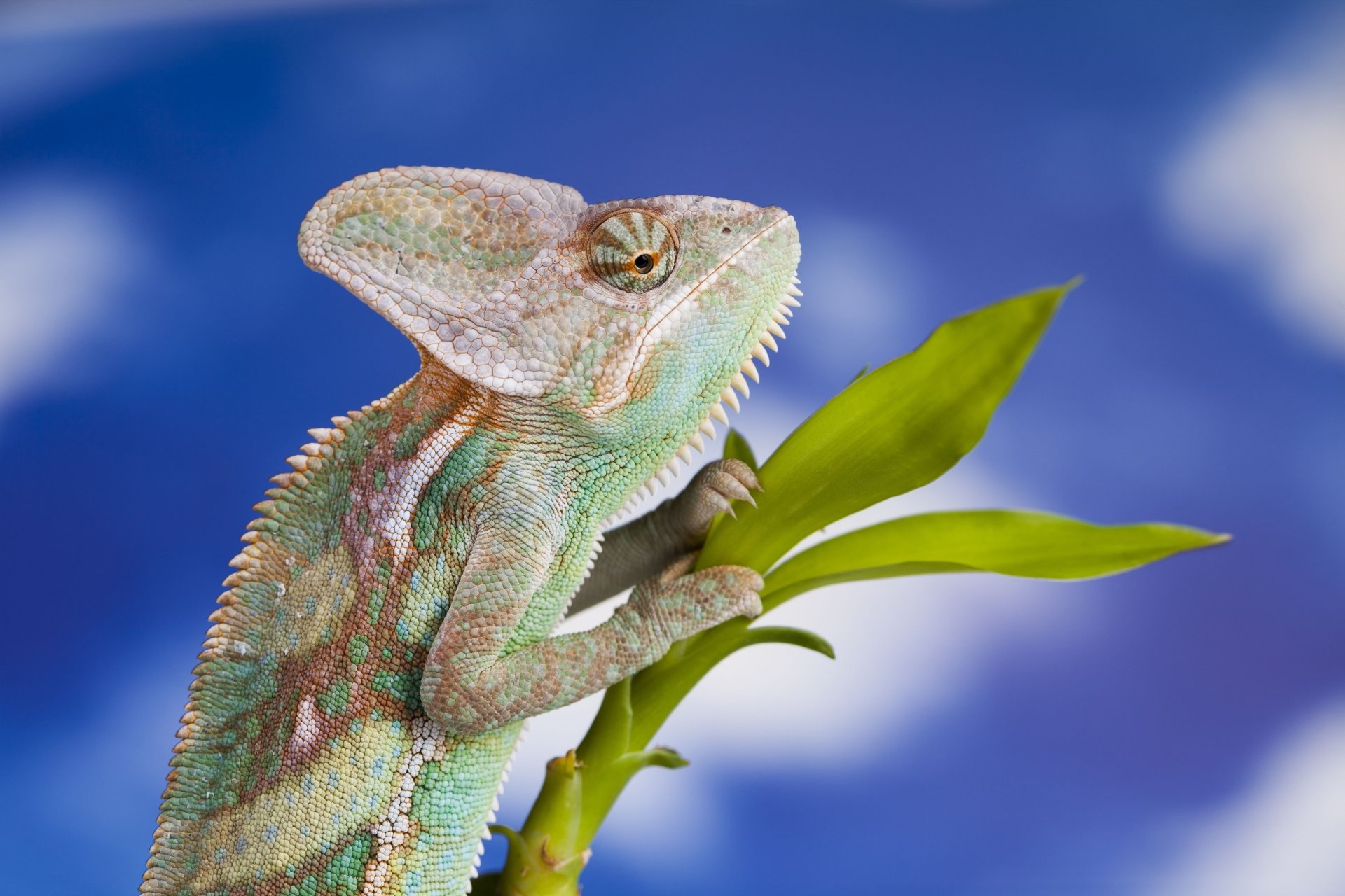 Download Lizard Reptile Animal Chameleon 4k Ultra HD Wallpaper