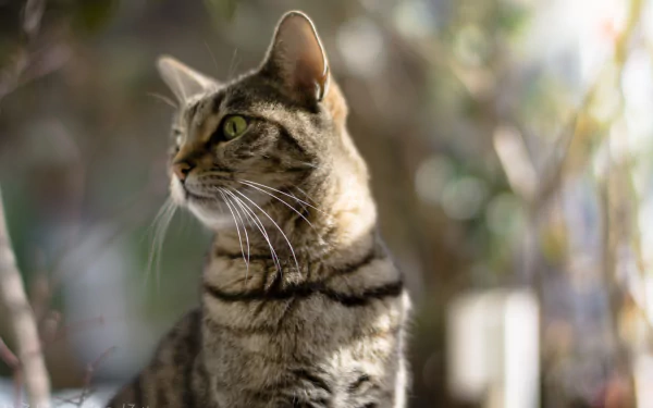 HD PC desktop wallpaper of a striped tabby cat with green eyes and bold stripes set against a soft bokeh background — an animal portrait.