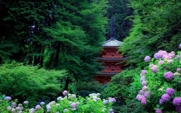 Construction Humaine Jardin Hydrangea Pagoda Japon Purple Flower Fond d'écran HD | Image