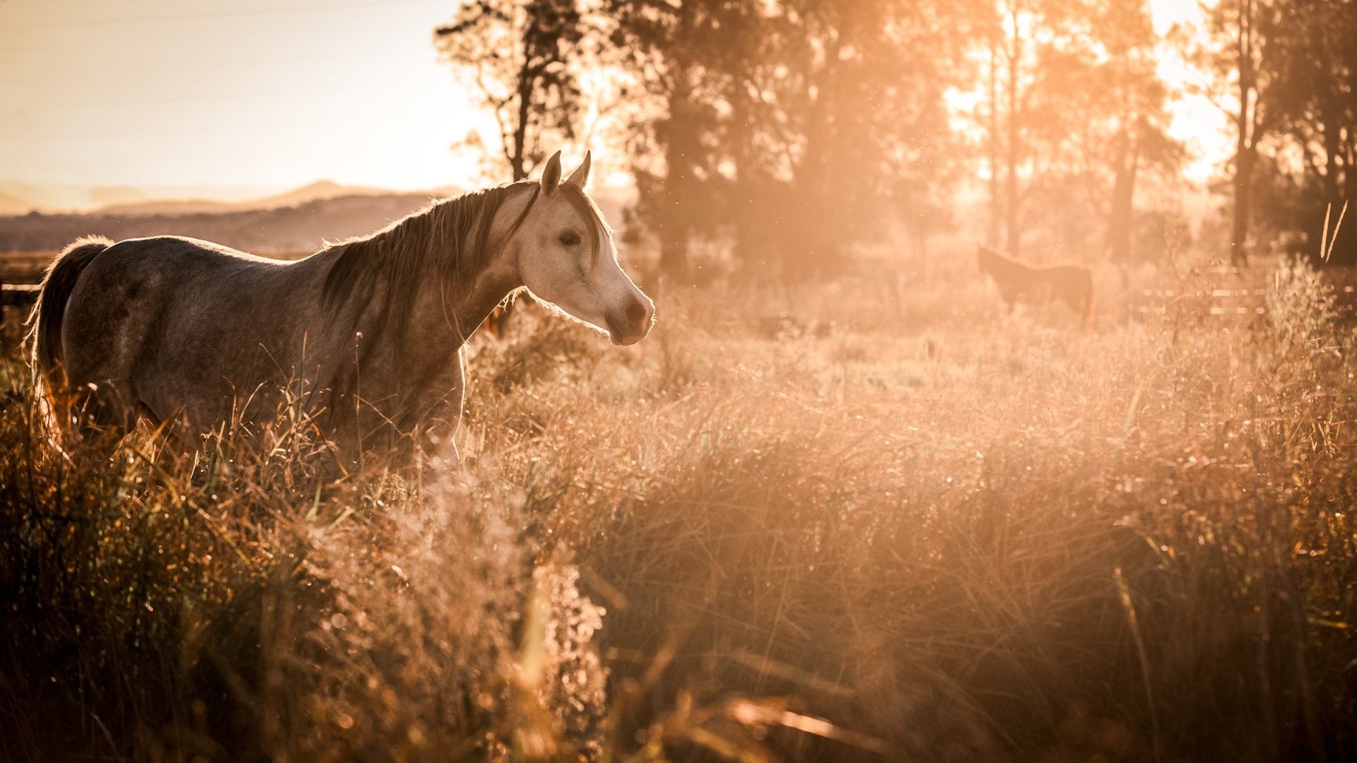 A horse stands in a sunlit field during a golden hour, captured in an HD PC desktop wallpaper showcasing a tranquil, sunny natural scene.