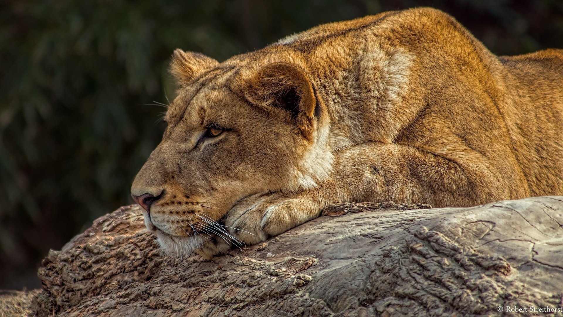 Download Resting Animal Lion HD Wallpaper