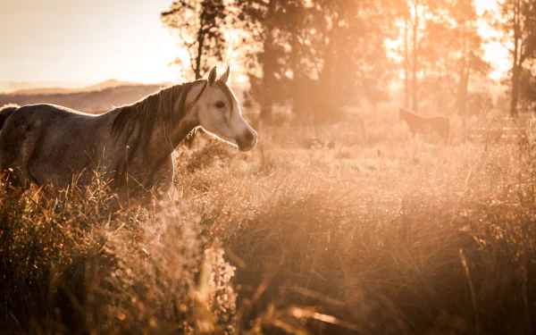sunny Animal horse HD Desktop Wallpaper | Background Image