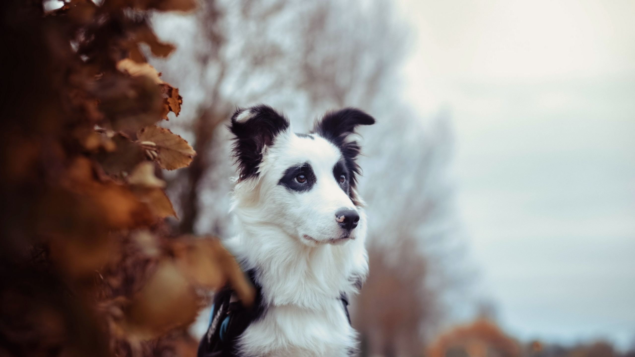 Animal Border Collie HD Wallpaper