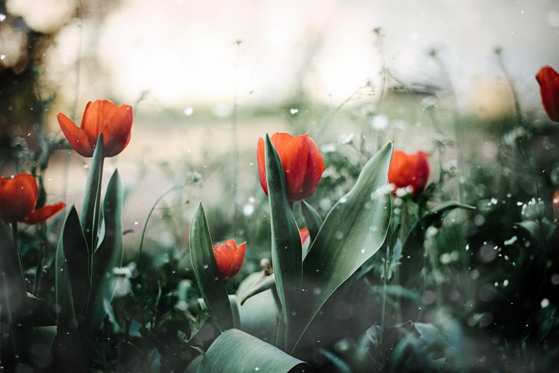 Download Depth Of Field Summer Orange Flower Flower Nature Tulip HD ...