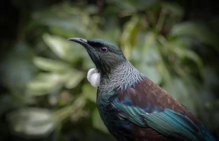 Close-up of a New Zealand tūī (passerine honeyeater) with iridescent blue-green plumage and white throat tuft — 2K Quad HD PC desktop wallpaper.