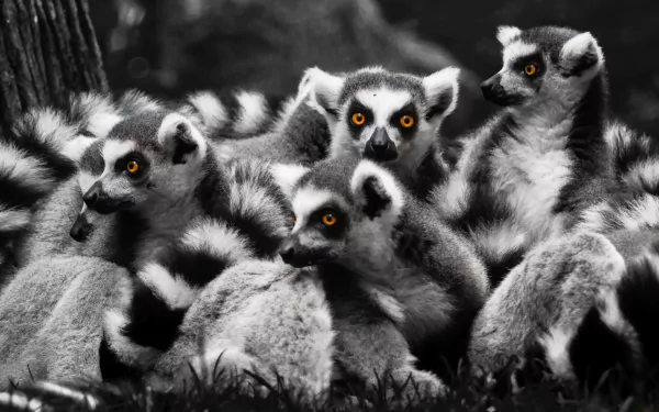 primate selective color Animal lemur HD Desktop Wallpaper | Background Image