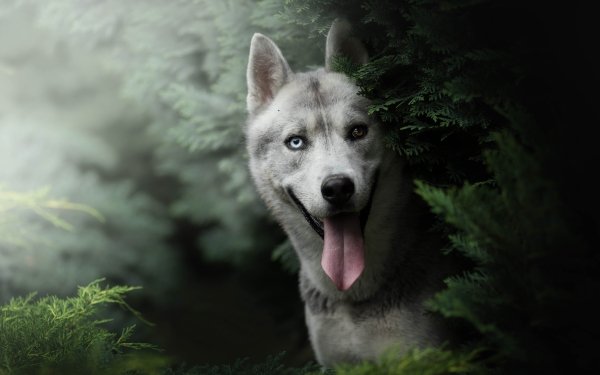 51 4K Ultra HD Husky Wallpapers | Background Images - Wallpaper Abyss