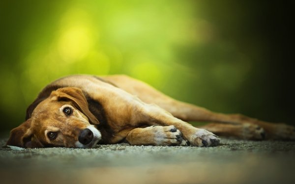 Animal Dog Dogs Resting Blur Stare HD Wallpaper | Background Image