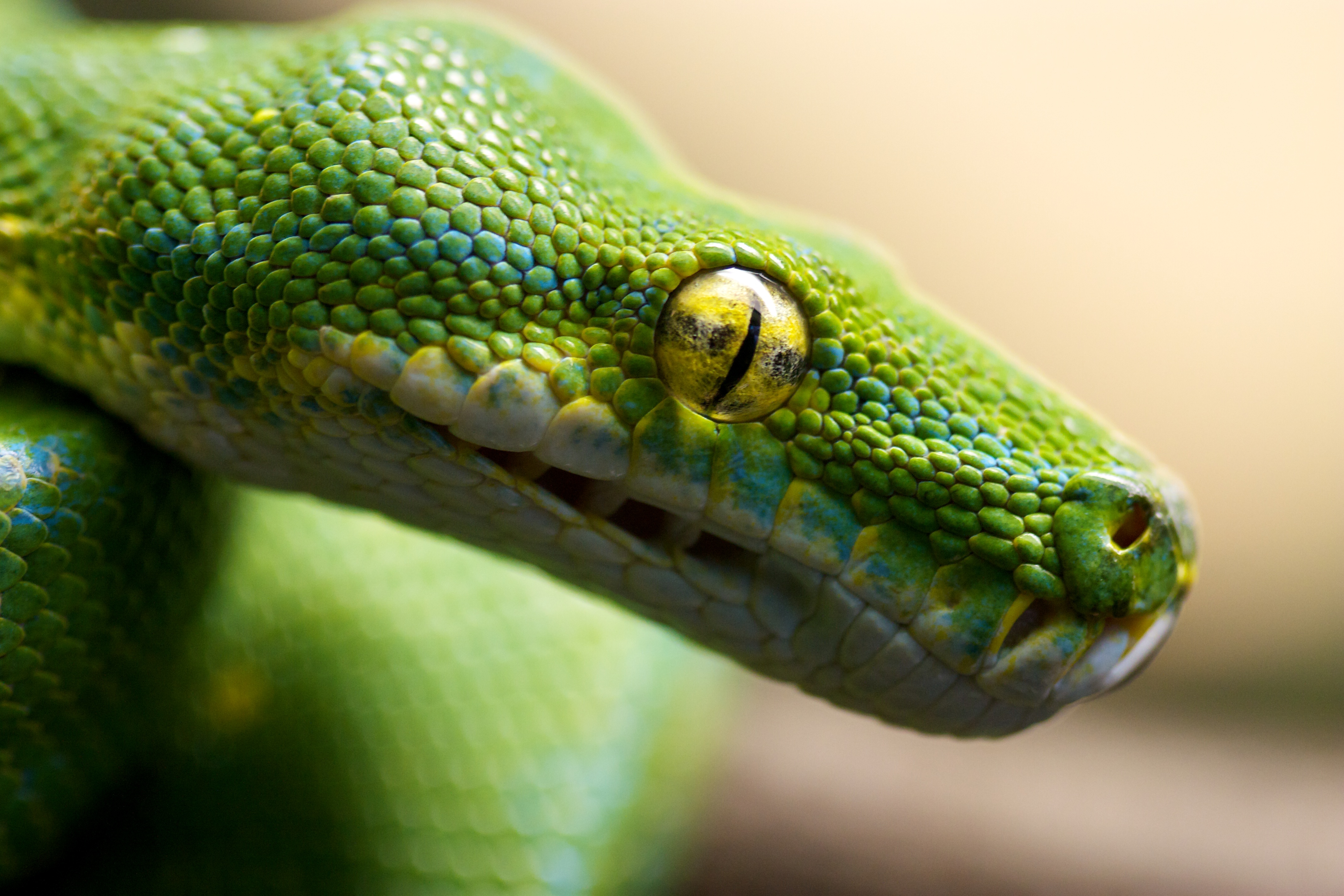Animal Python HD Wallpaper | Background Image