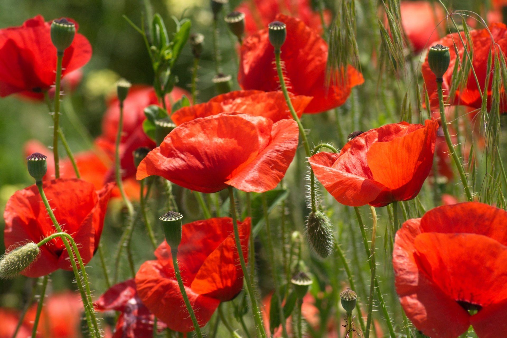 Download Red Flower Summer Flower Nature Poppy HD Wallpaper