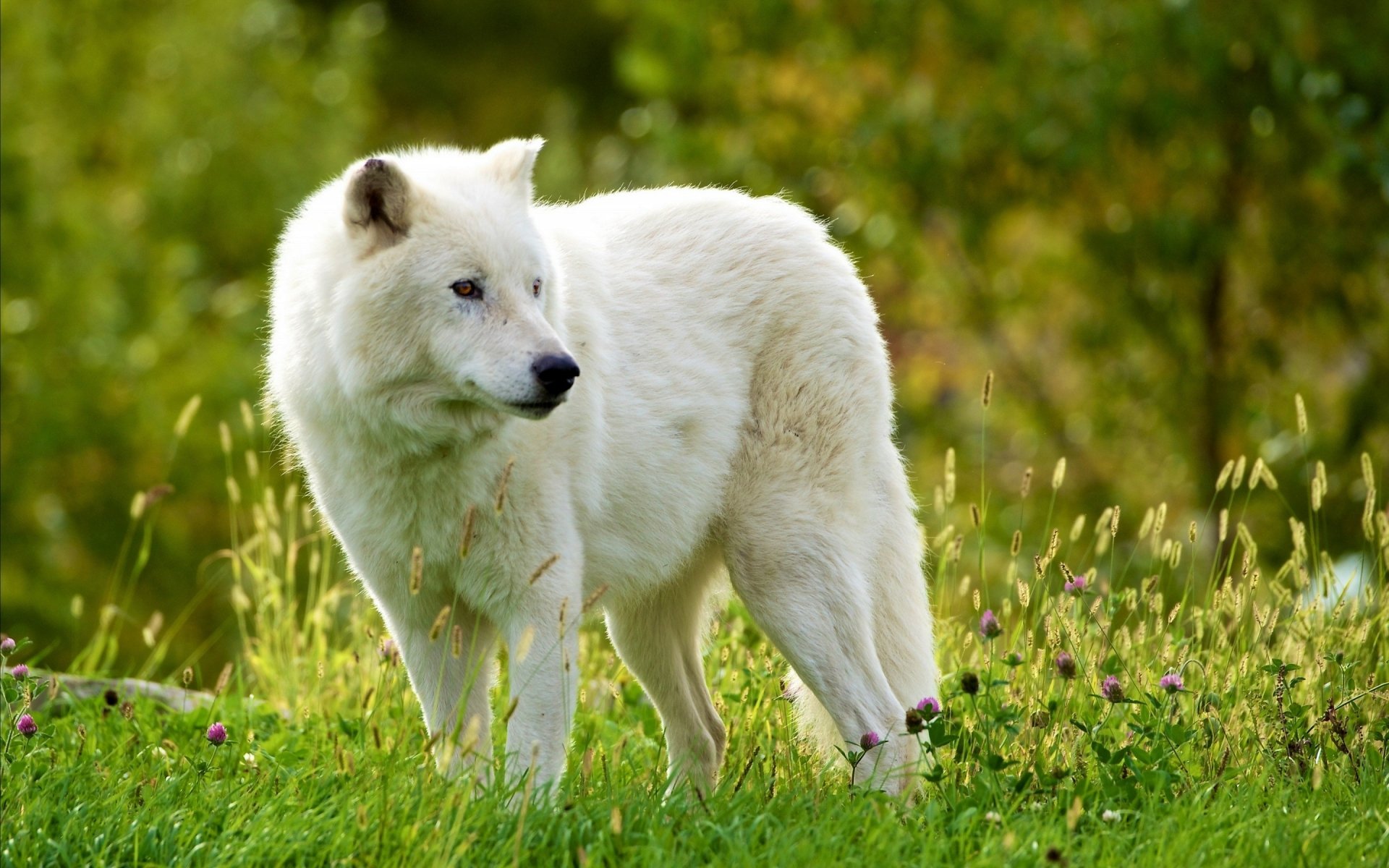 Download Flower White Wolf Animal Wolf HD Wallpaper