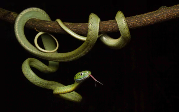 HD desktop wallpaper featuring a green snake coiled around a branch against a black background, highlighting the reptile's texture and vibrant color.