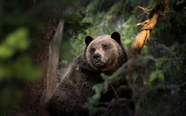 Animal bear HD Desktop Wallpaper | Background Image