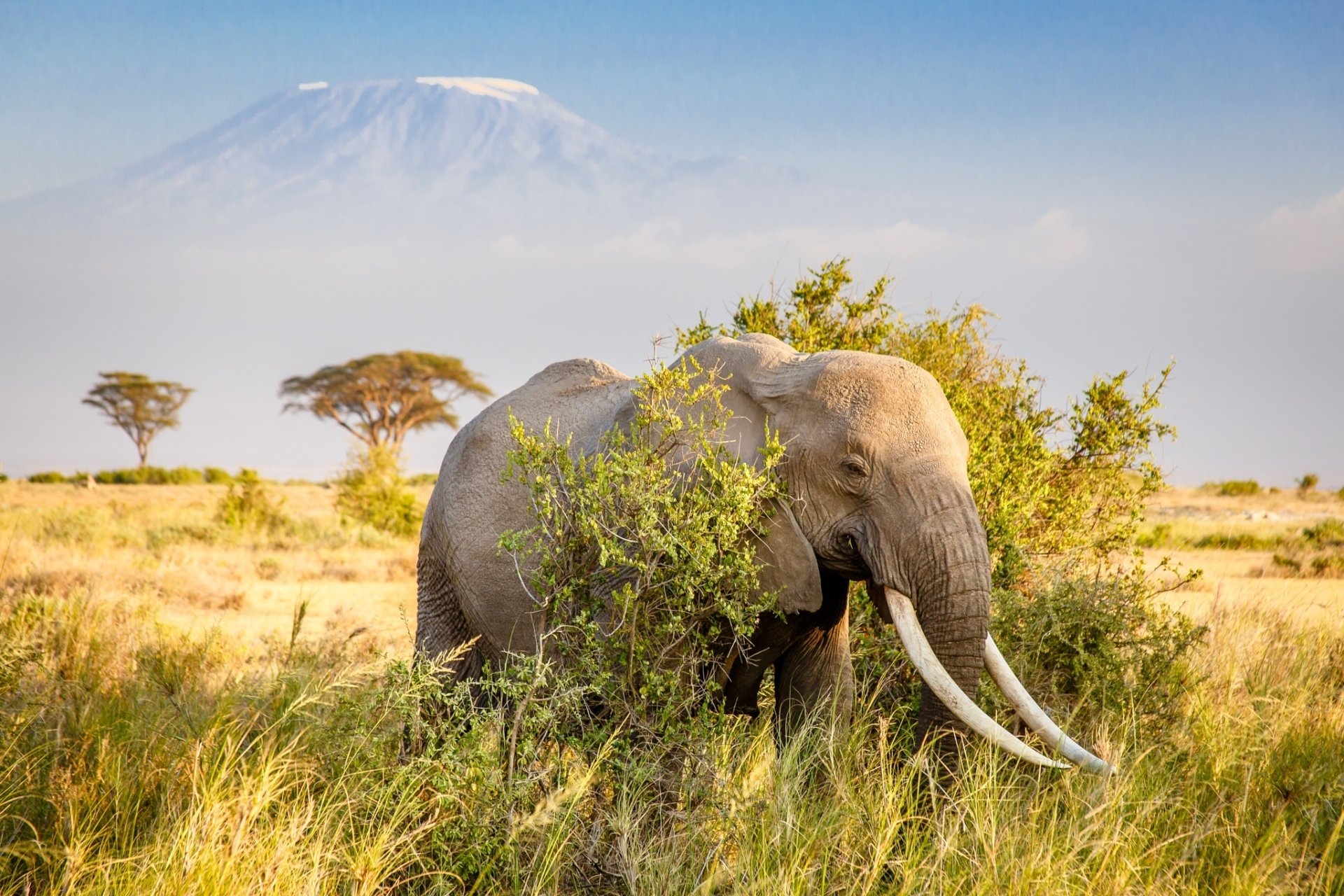 Download Tusk Savanna Mountain Africa Animal African Bush Elephant HD Wallpaper