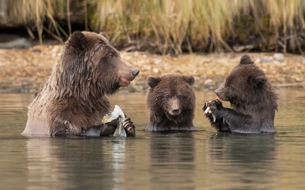 eating baby animal cub Animal bear HD Desktop Wallpaper | Background Image