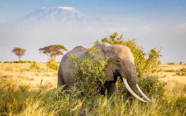tusk savanna mountain Africa Animal African bush elephant HD Desktop Wallpaper | Background Image