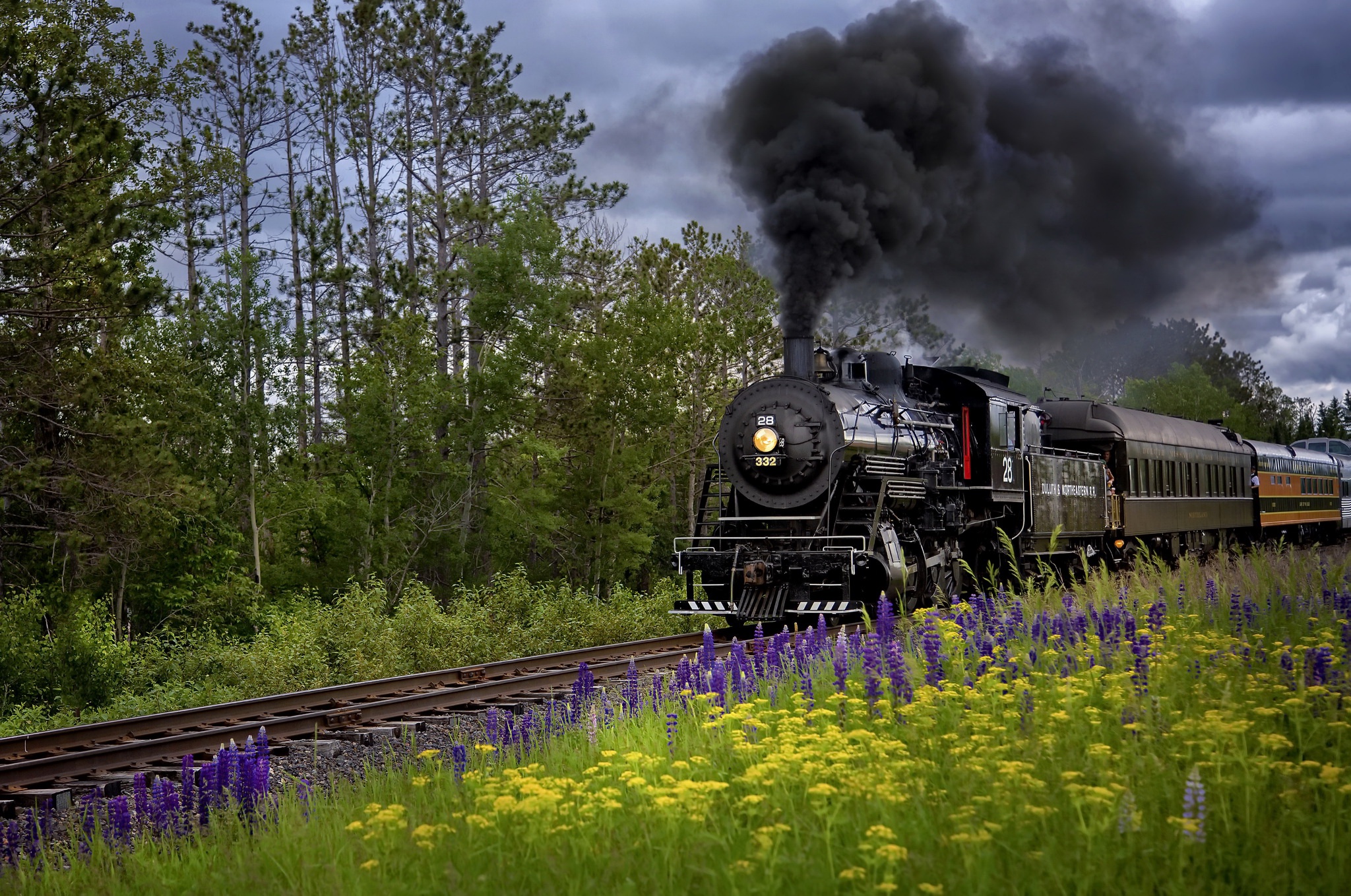 Steam Train Riding through a Field of Lupines by Karen Hunnicutt