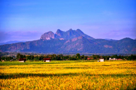  Rice Field/Ponorogo/East Java/Indonesia