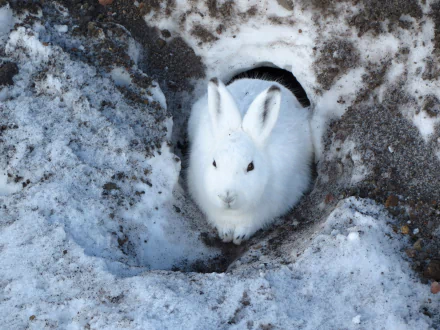 HD desktop wallpaper featuring a white hare nestled in a snowy landscape, blending naturally with its surroundings.