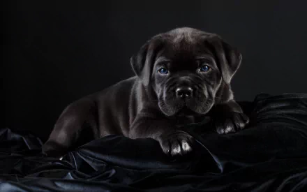 baby animal puppy dog Animal Cane Corso HD Desktop Wallpaper | Background Image
