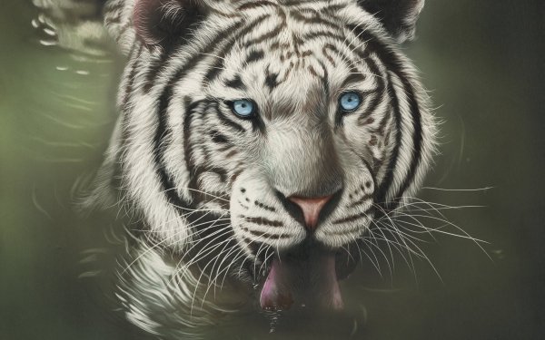 Animal White Tiger Cats Blue Eyes Water HD Wallpaper | Background Image