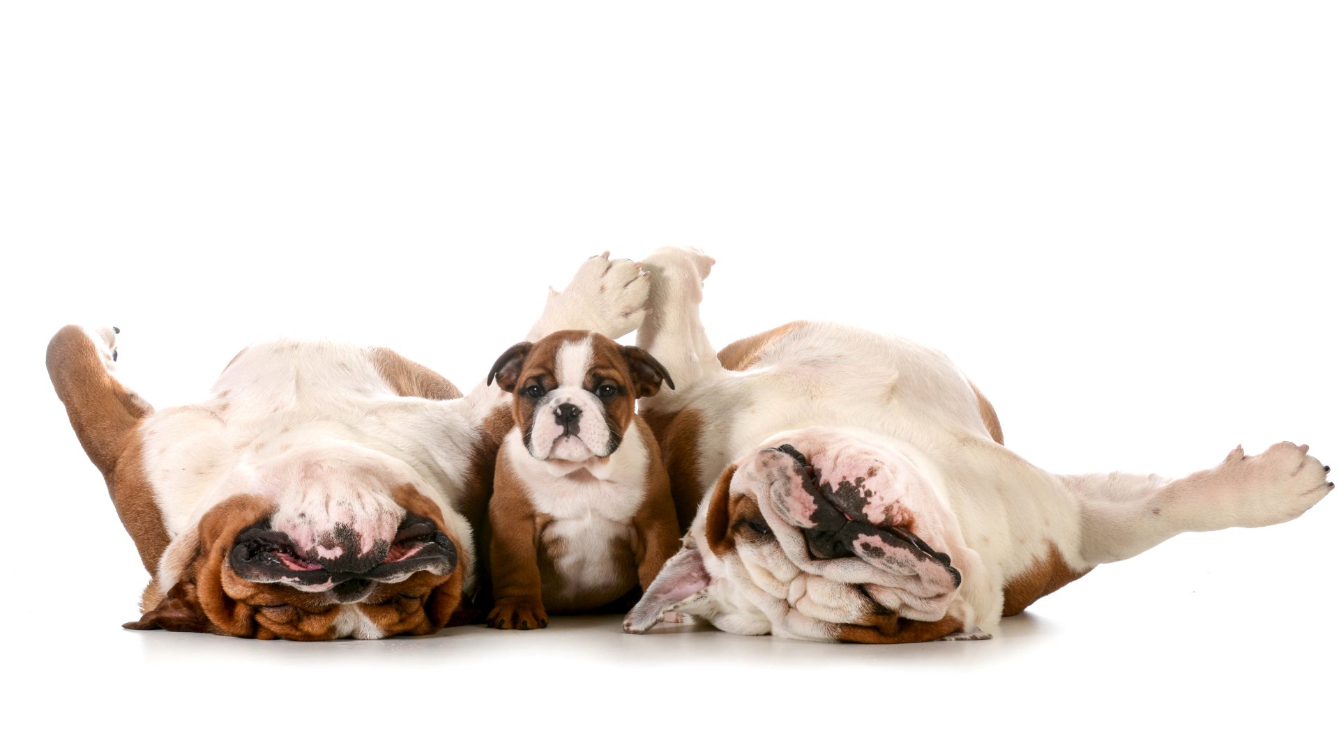 A 4K Ultra HD image of three sleeping bulldog puppies lying on their backs, showcasing their adorable, peaceful expressions against a white background.