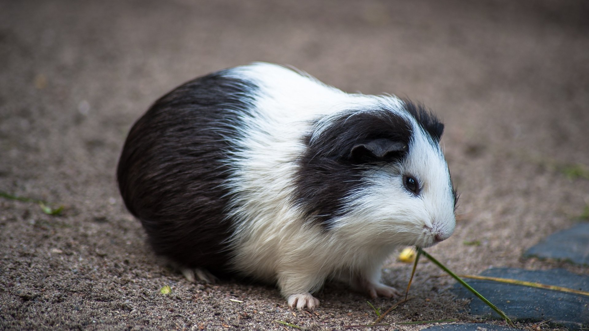 Charming Guinea Pig HD Wallpaper: Nature’s Adorable Companion ...