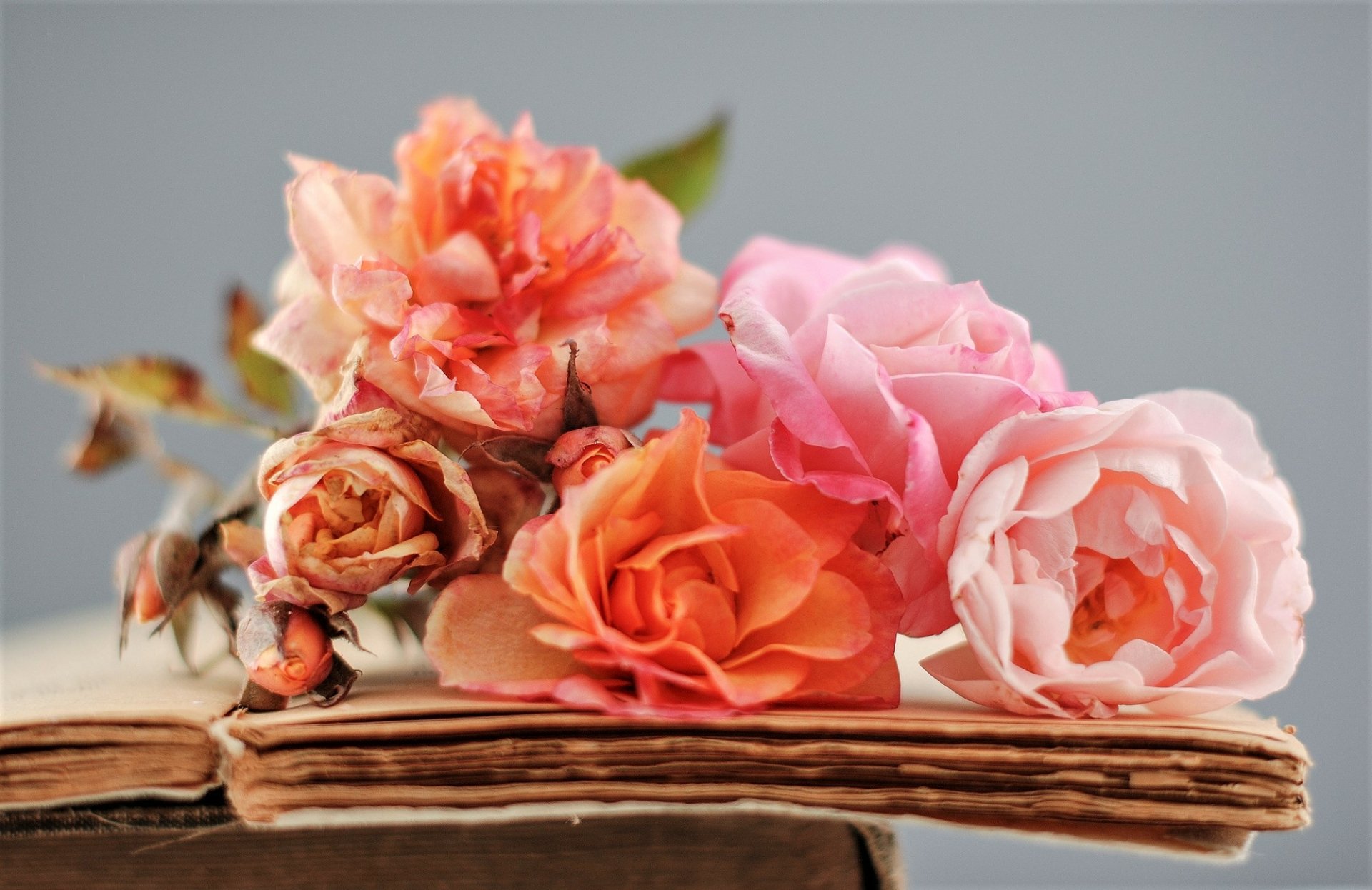 Download Pink Flower Orange Flower Flower Book Photography Still Life ...