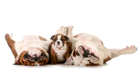 A 4K Ultra HD image of three sleeping bulldog puppies lying on their backs, showcasing their adorable, peaceful expressions against a white background.