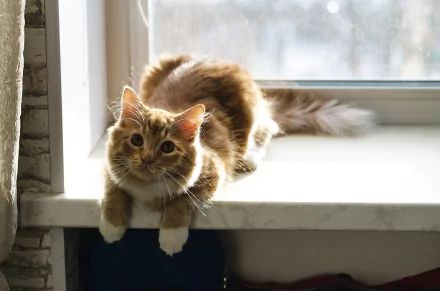 sunny Animal cat HD Desktop Wallpaper | Background Image