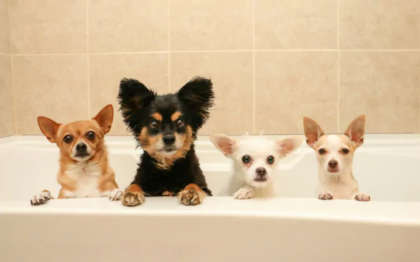  Bath Time