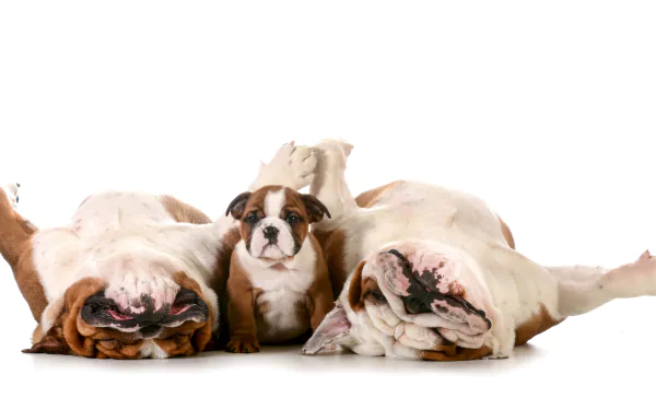  Bulldogs and Puppy