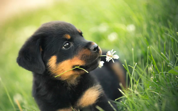 HD desktop wallpaper featuring an adorable Rottweiler puppy, sitting in the grass with a flower in its mouth.